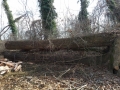 Cherry and Poplar logs in Perryville