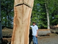 large elm standing up